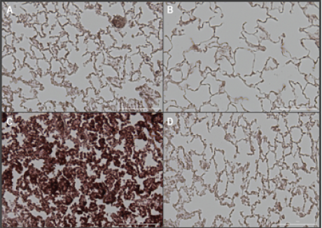 Myeloperoxidase